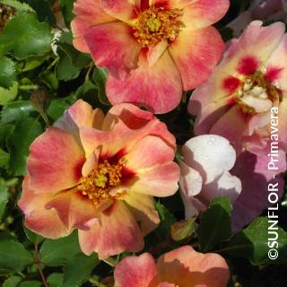 ©SUNFLOR - Primavera